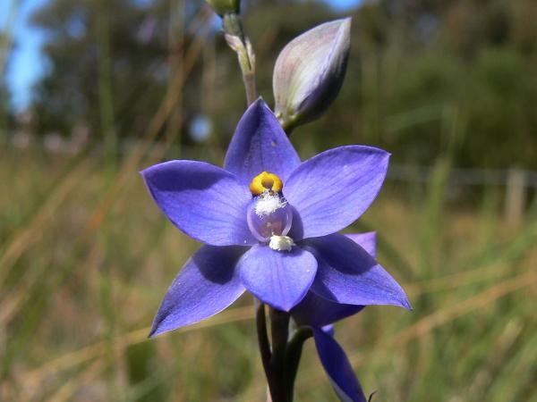 Thelymitra X truncata - Hybrid Sun Orchid (Ixioides X Pauviflora).jpg